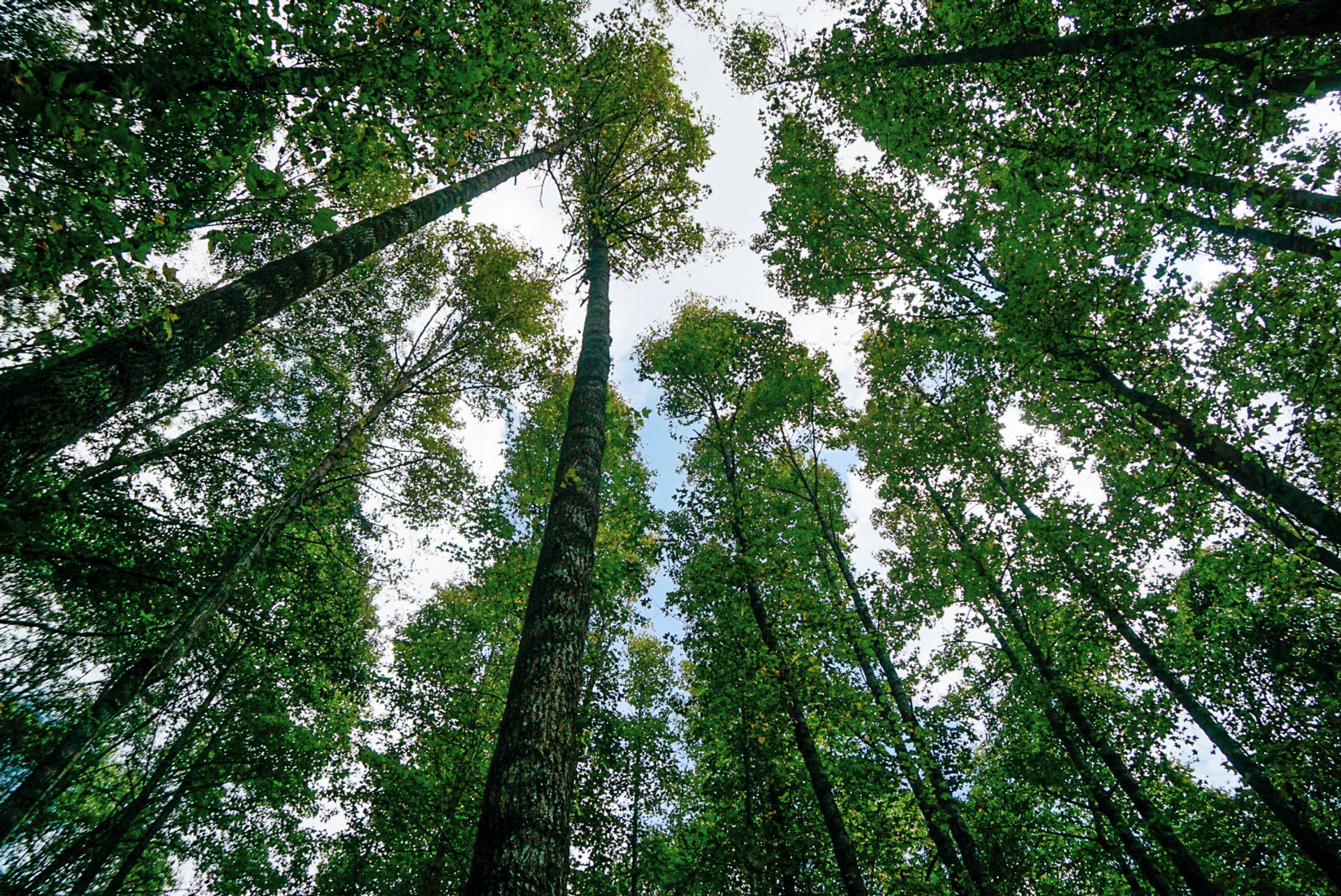 Cultivo UpLink Contribution