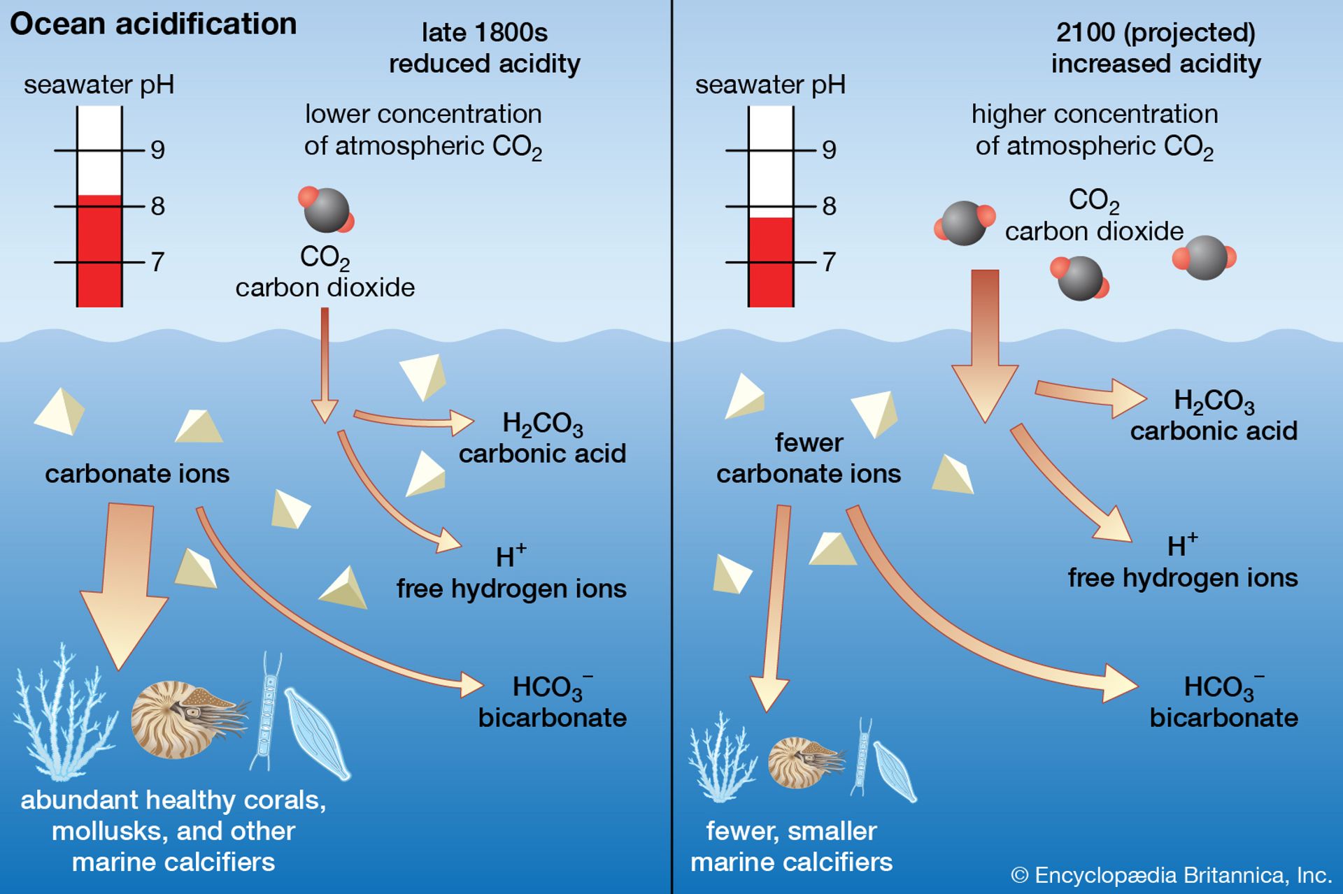 Reverse Ocean Acidification Through Investment not Tax Based Subsidy