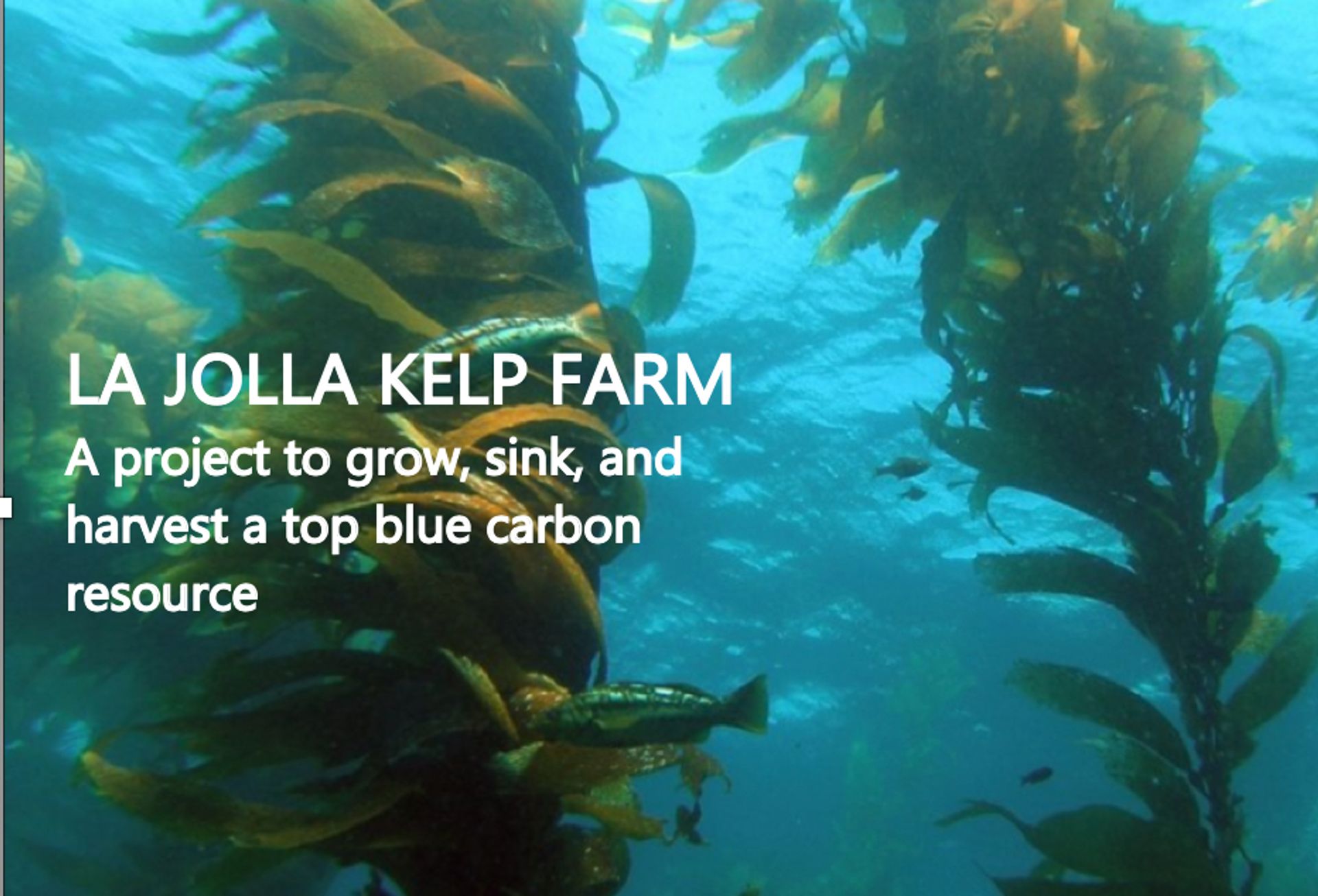 Coastal Environments La Jolla Giant Kelp Farm A project to grow and