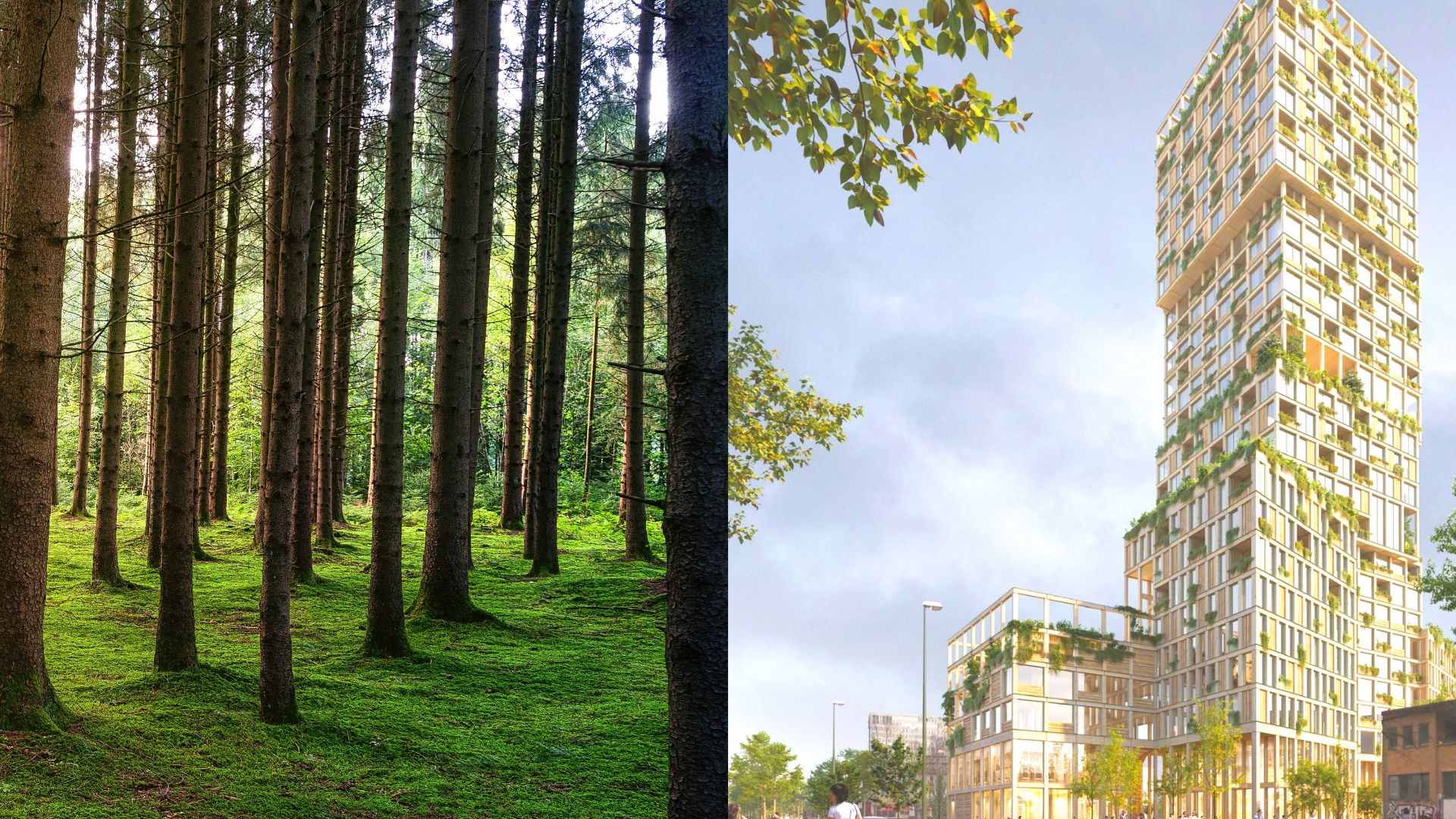 Contribution Bridging the gap between investors and the timber industry