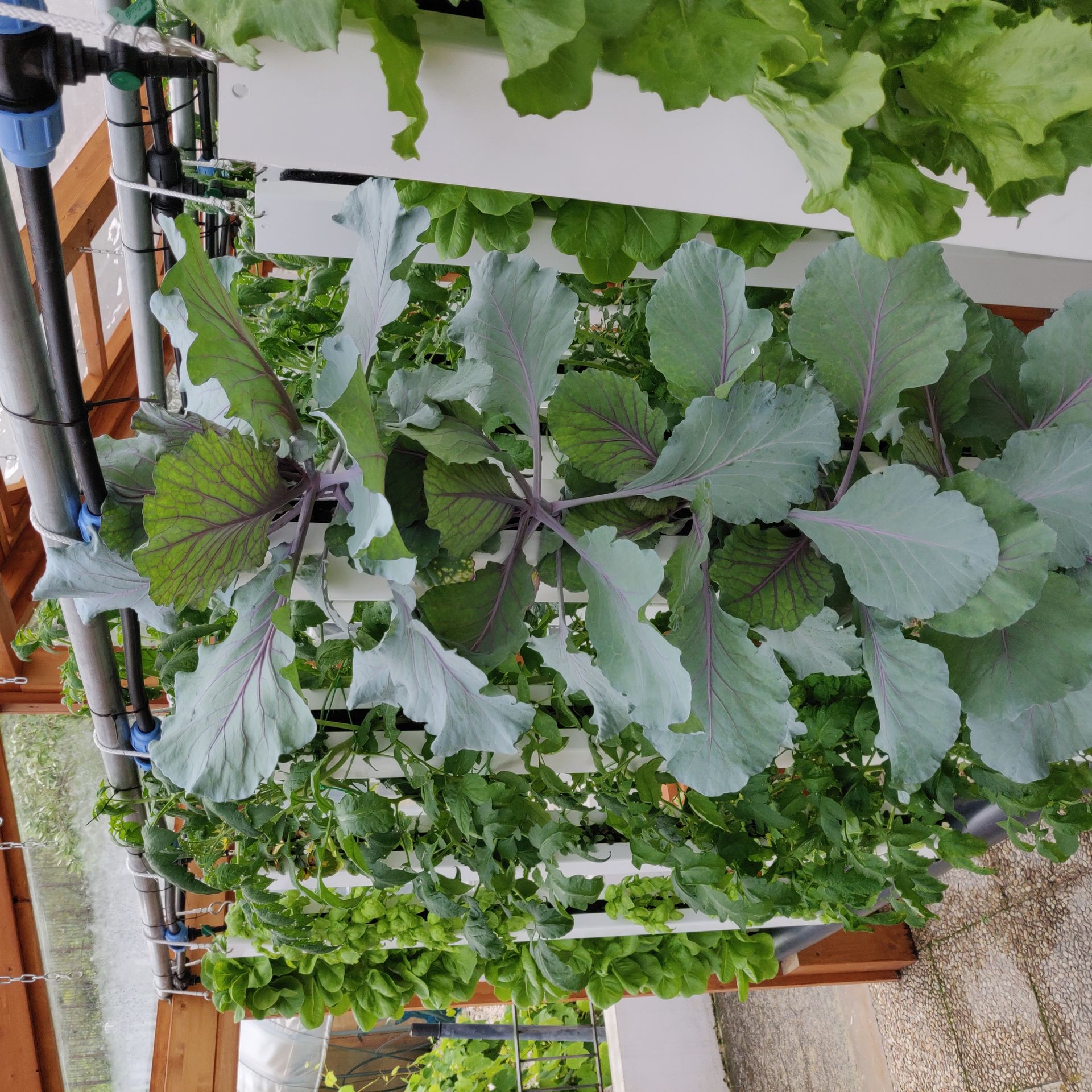 ImpattoZero srl Sun to make water from air and aquaponics to cultivate