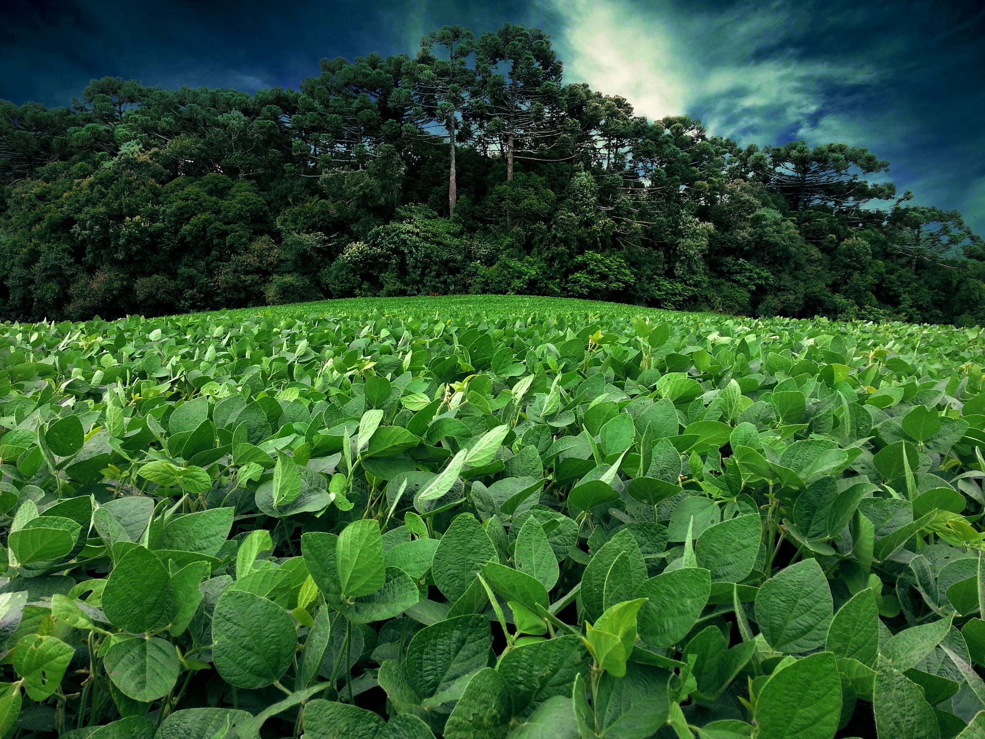 Sustainable Investment Management Responsible Commodities Facility