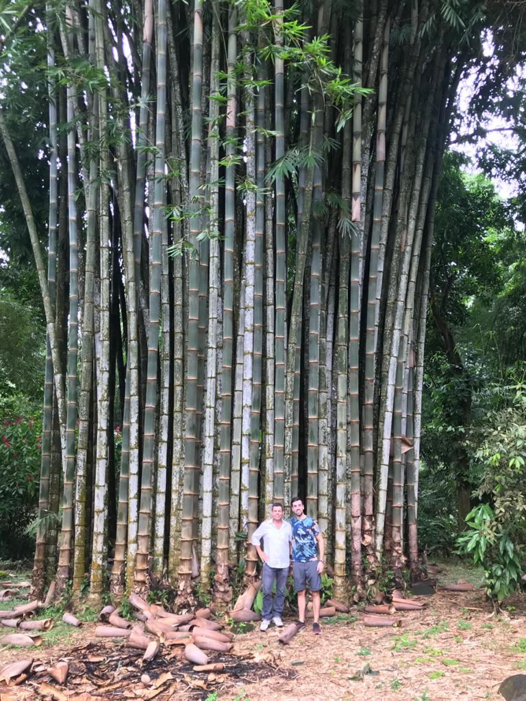 Bambu Pallet: Reduced forest pressure by developing bamboo forest ... Biology Diagrams