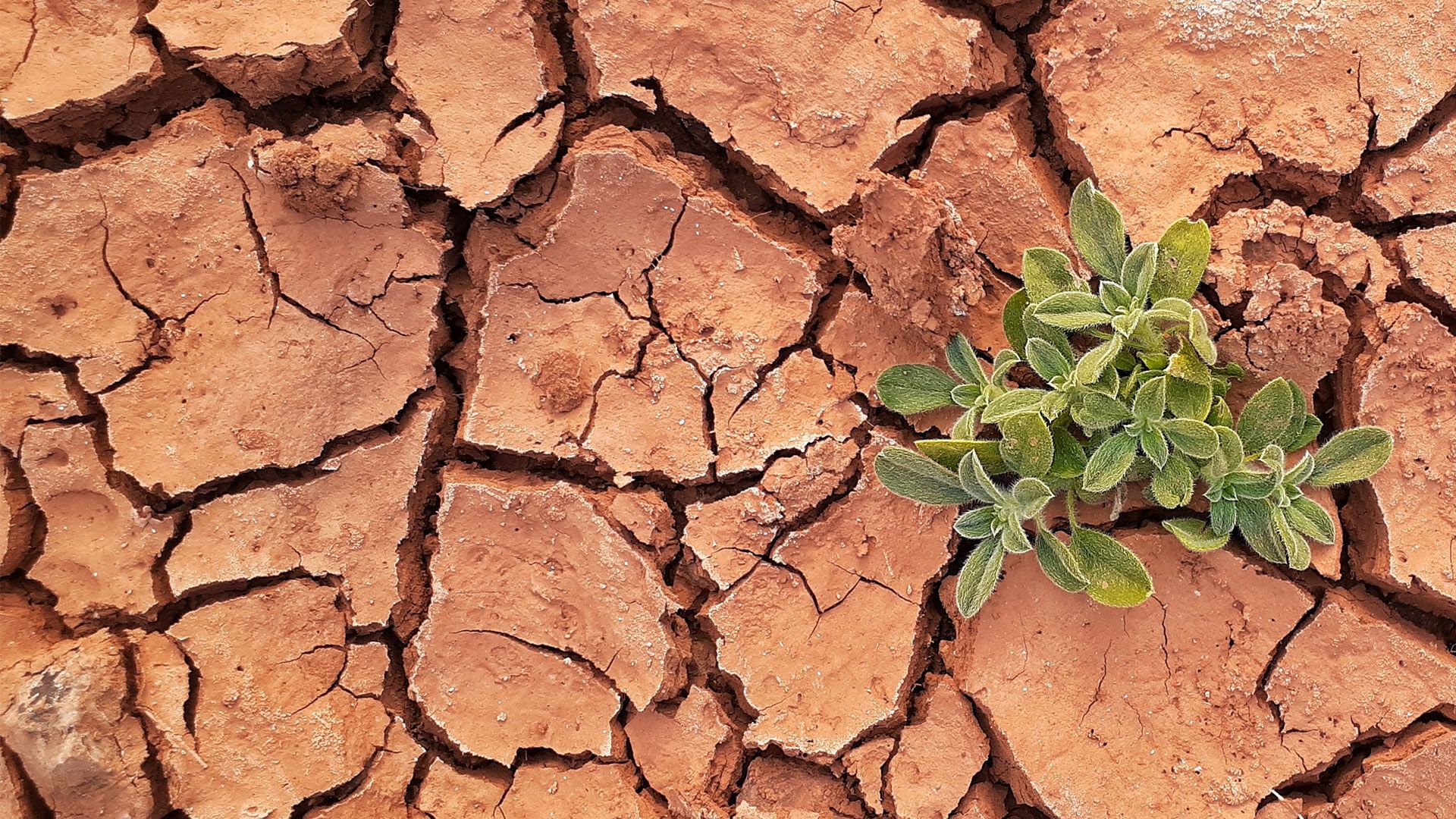 Contribution: Boosting plant survivability in arid conditions